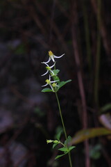 wild flowers