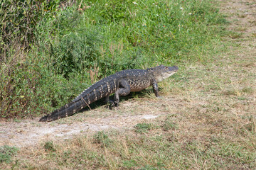 American Alligator Alligator mississippiensis