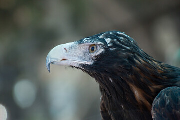 a close up of a Eagle falcone  in australia