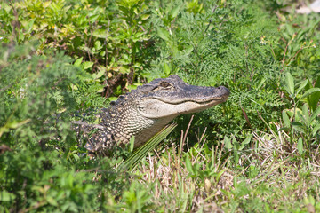 American Alligator Alligator mississippiensis