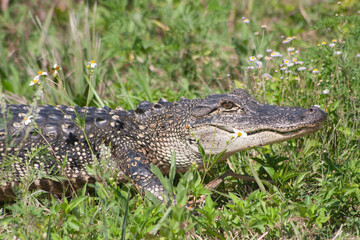 American Alligator Alligator mississippiensis