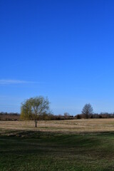Blue Sky Over a Field