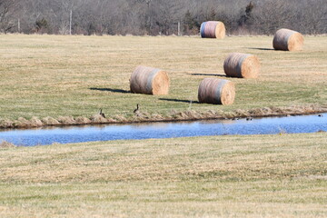 Hay Bales by a Pond