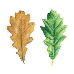 Realistic watercolor oak leaf. Autumn and summer