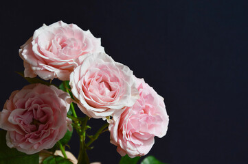 background for the design of holidays, valentine's day, birthday, March 8. a bouquet of flowers. beautiful pink roses.