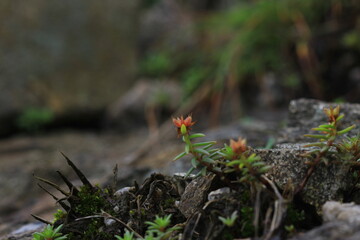 Fototapeta premium wild flowers