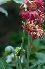 daisy flowers at the conservatory