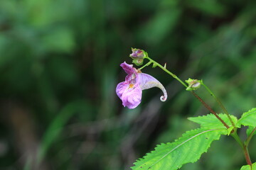 wild flowers