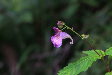 wild flowers