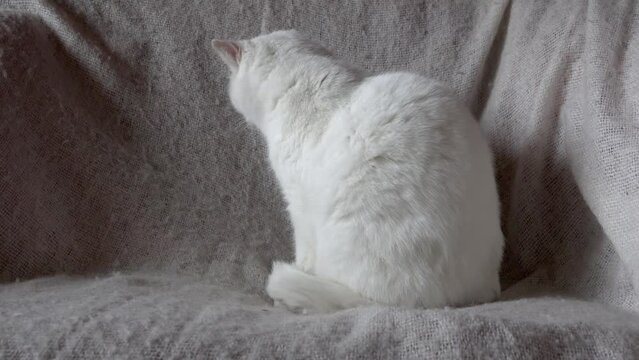 Weiße Katze in Seitenansicht sitzt auf dem Sofa, gähnt, schaut nach rechts und links, gähnt nochmals steht auf und verlässt den Ort.
