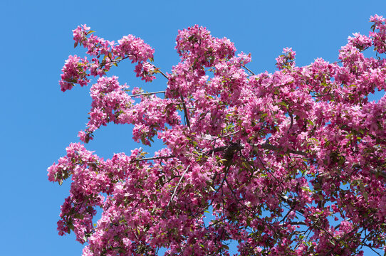 Pink Blossom On A Blue Sky