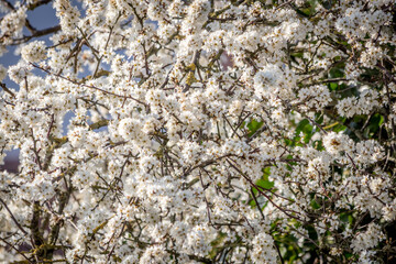 background of a tree