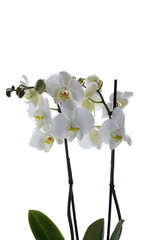 white orchid flowers at green branch with blossom and leaf buds photo at smooth white background.