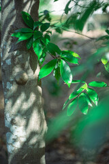 木と葉