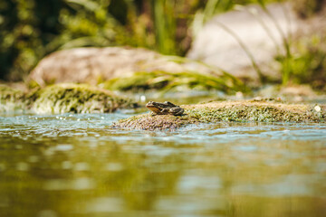 Frog near the water.