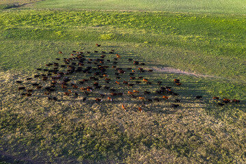 Cows fed with natural grass in pampas countryside, Patagonia, Argentina.