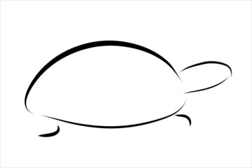 Vector illustration of turtle painted with simple lines. Symbol of reptile and wild animal.