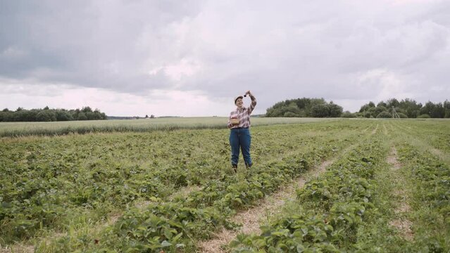 Happy young woman in plaid shirt and jeans stands among green strawberry field. Farmer lifts up large ripe strawberry, shakes it, smiles and puts the fruit in basket. Cloudy day in countryside.