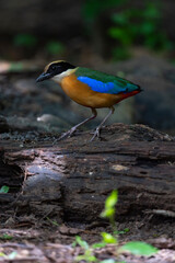 Blue - winged Pitta