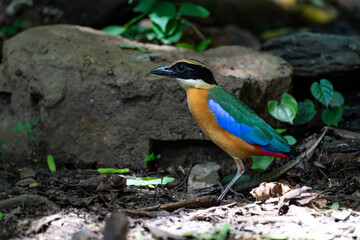 Blue - winged Pitta
