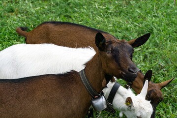 Swiss Alps goats