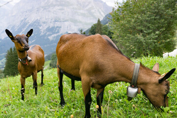 Swiss Alps goats