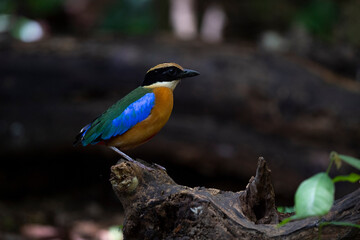 Blue - winged pitta