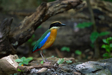 Blue - winged pitta