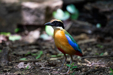 Blue - winged Pitta