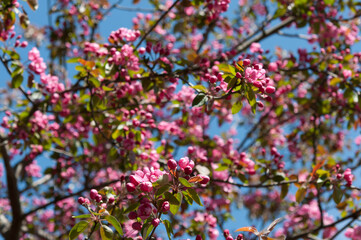 Obraz premium pink blossoms on a blue sky