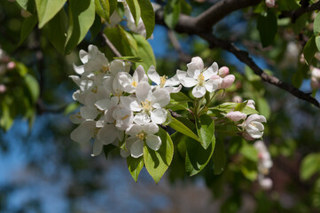 tree blossoms (probably crab apple)
