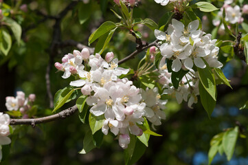 tree blossoms in the sun