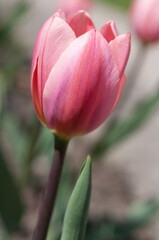 simple tulip in the sun