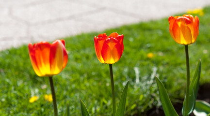 red and yellow tulips