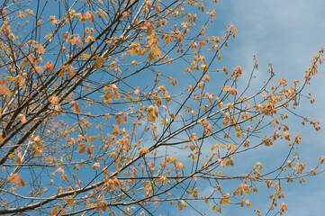 branches against sky - springtime