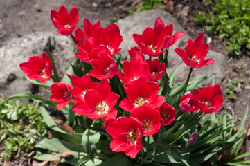 red-pink flowers in the garden