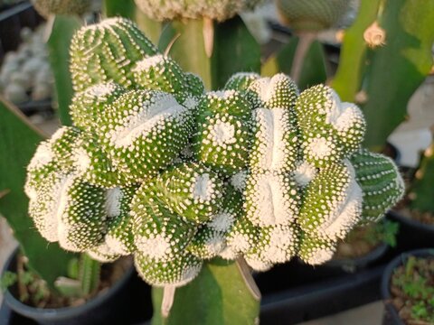 Parodia scopa monstrose