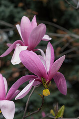 pink and white magnolia