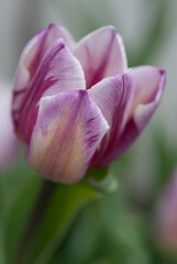 variegated violet and pink tulip flower close up