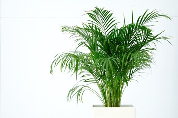Obraz premium Indoor ornamental plants. Areca palm. The evergreen plant is in a pot of white color. Composition on the background of a white wall.