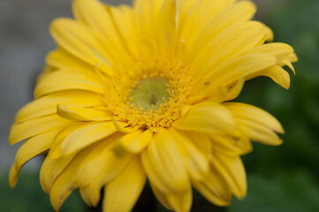 yellow daisy flower