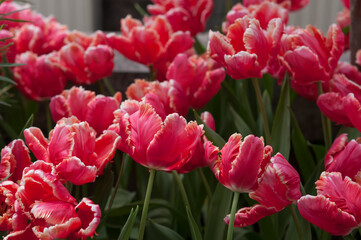 fancy tulips in bloom