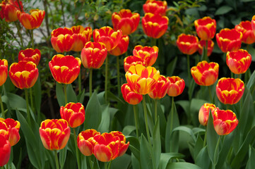 tulips on display at the conservatory