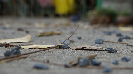 leaf and rock on the ground