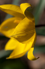 Fototapeta na wymiar yellow tulip