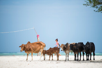 Zanzibar City, Tanzania-January 02,2019: Cows from local farms roam the beaches of Zanzibar Island freely.