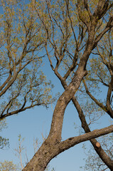 Fototapeta na wymiar willow trees and blue sky