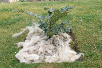 Sheep wool used as a natural mulch around a plant  - 495106622