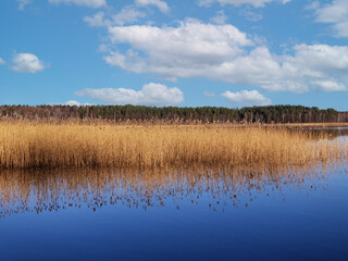 reflection of reeds and cloudy sky in the calm water of the lake on a summer sunny day