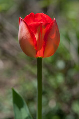 isolated tulip in the sun
